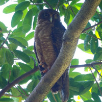 Rufous Owl
